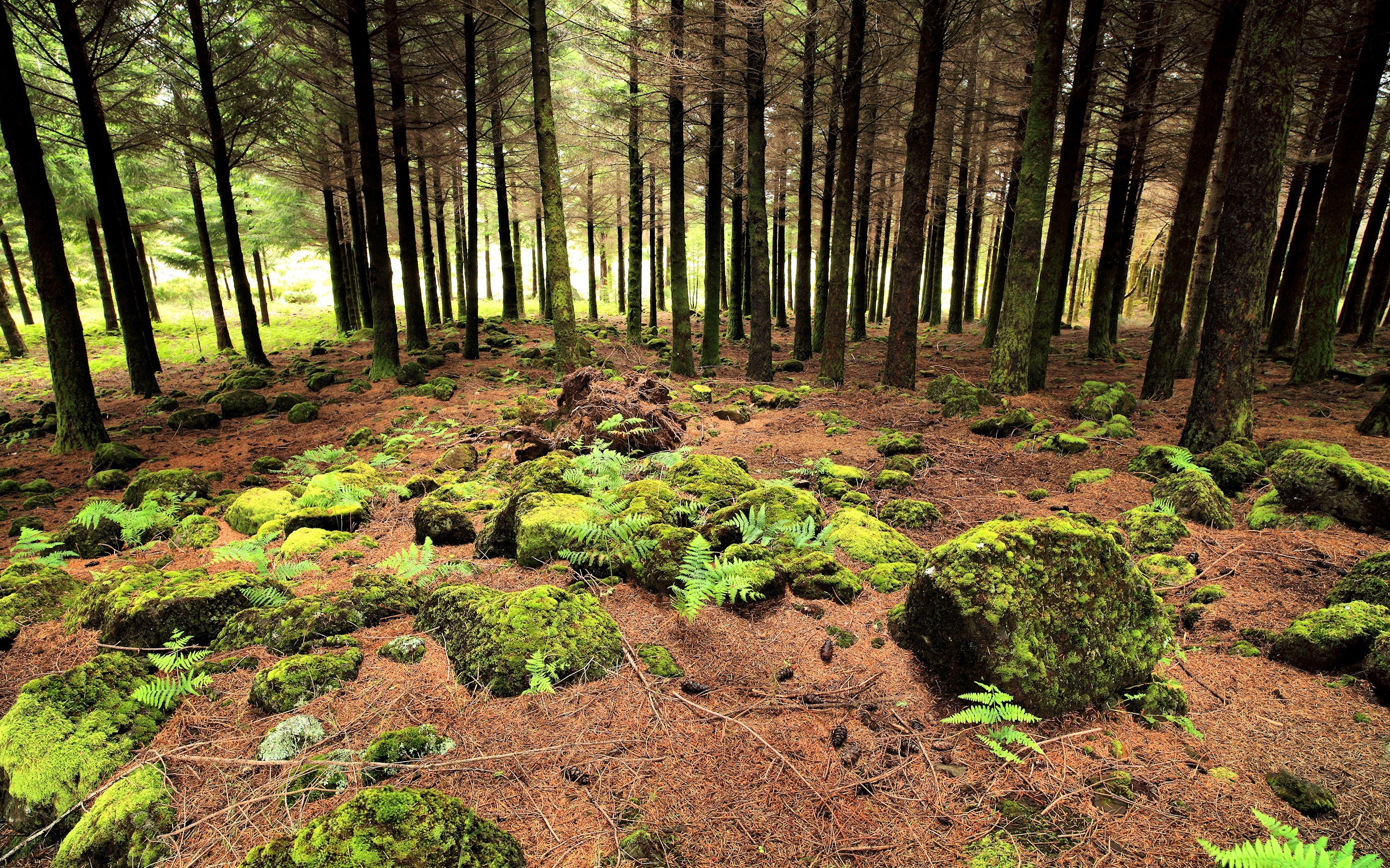 Moss-covered forest floor