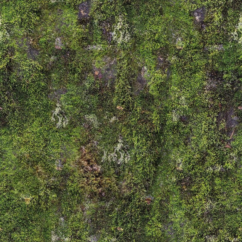 moss-covered forest floor