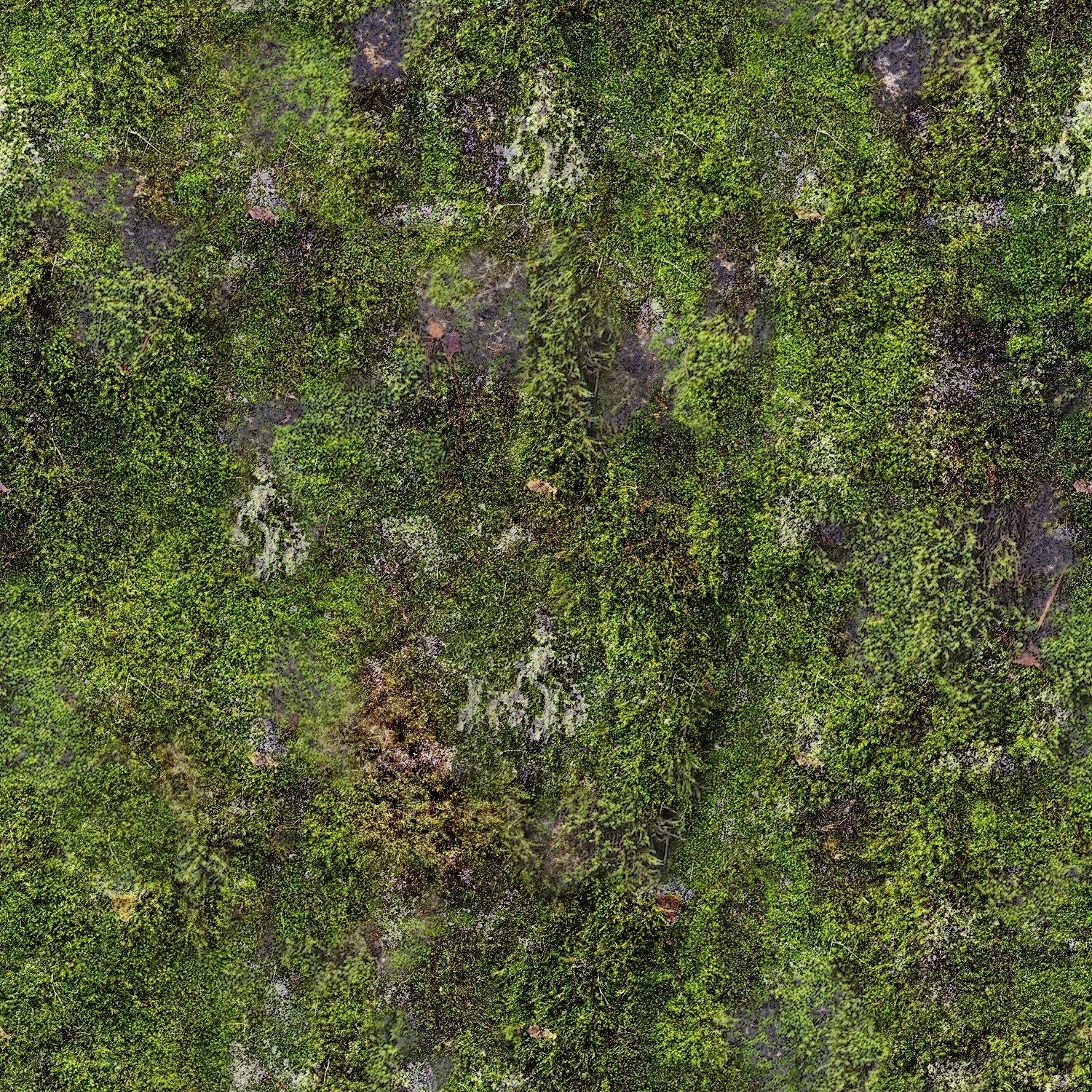 moss-covered forest floor