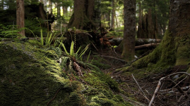 Moss-covered forest floor