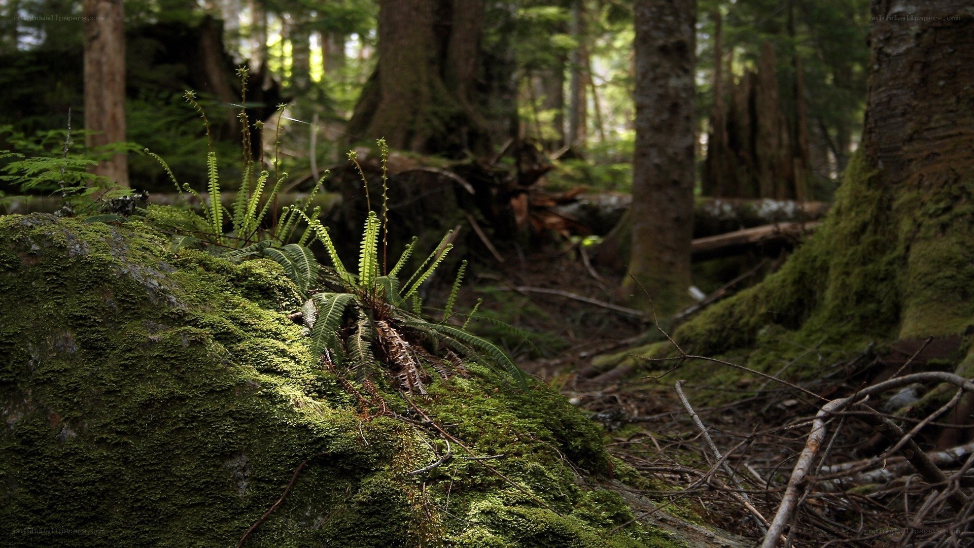 Moss-covered forest floor