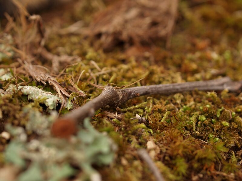 Moss-covered forest floor