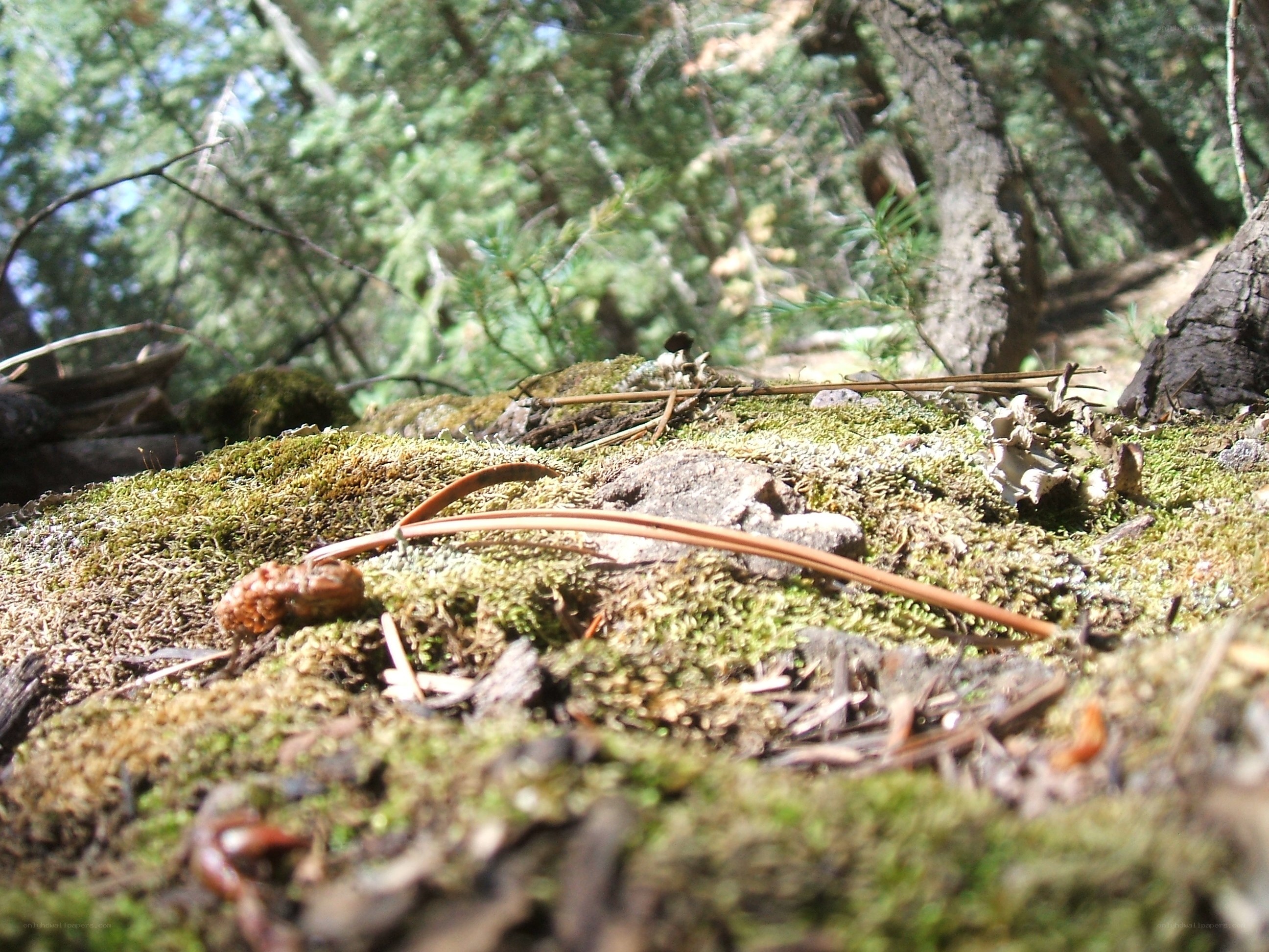 moss-covered forest floor