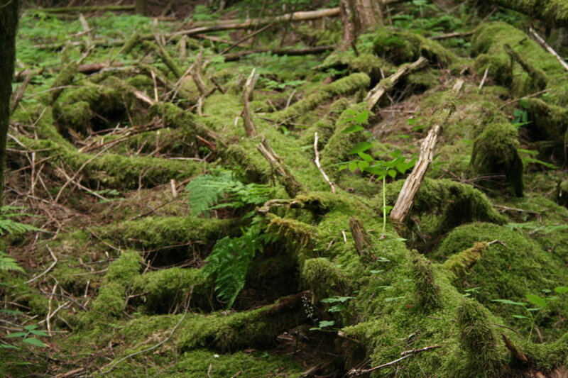 moss-covered forest floor