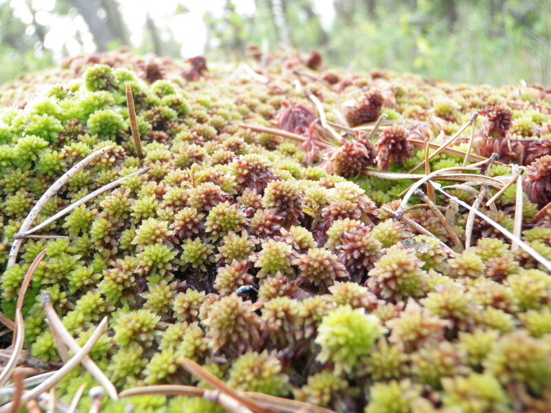 moss-covered forest floor