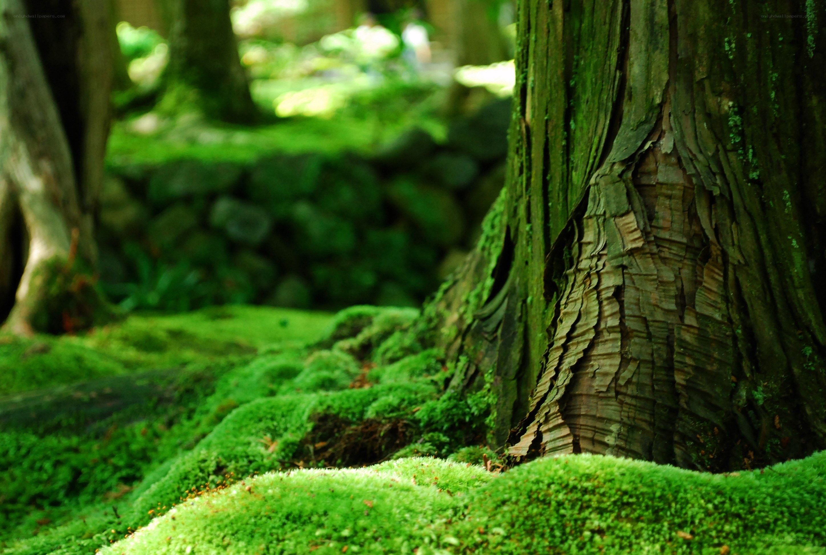 Moss-covered forest floor