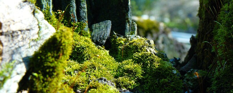 Moss-covered forest floor