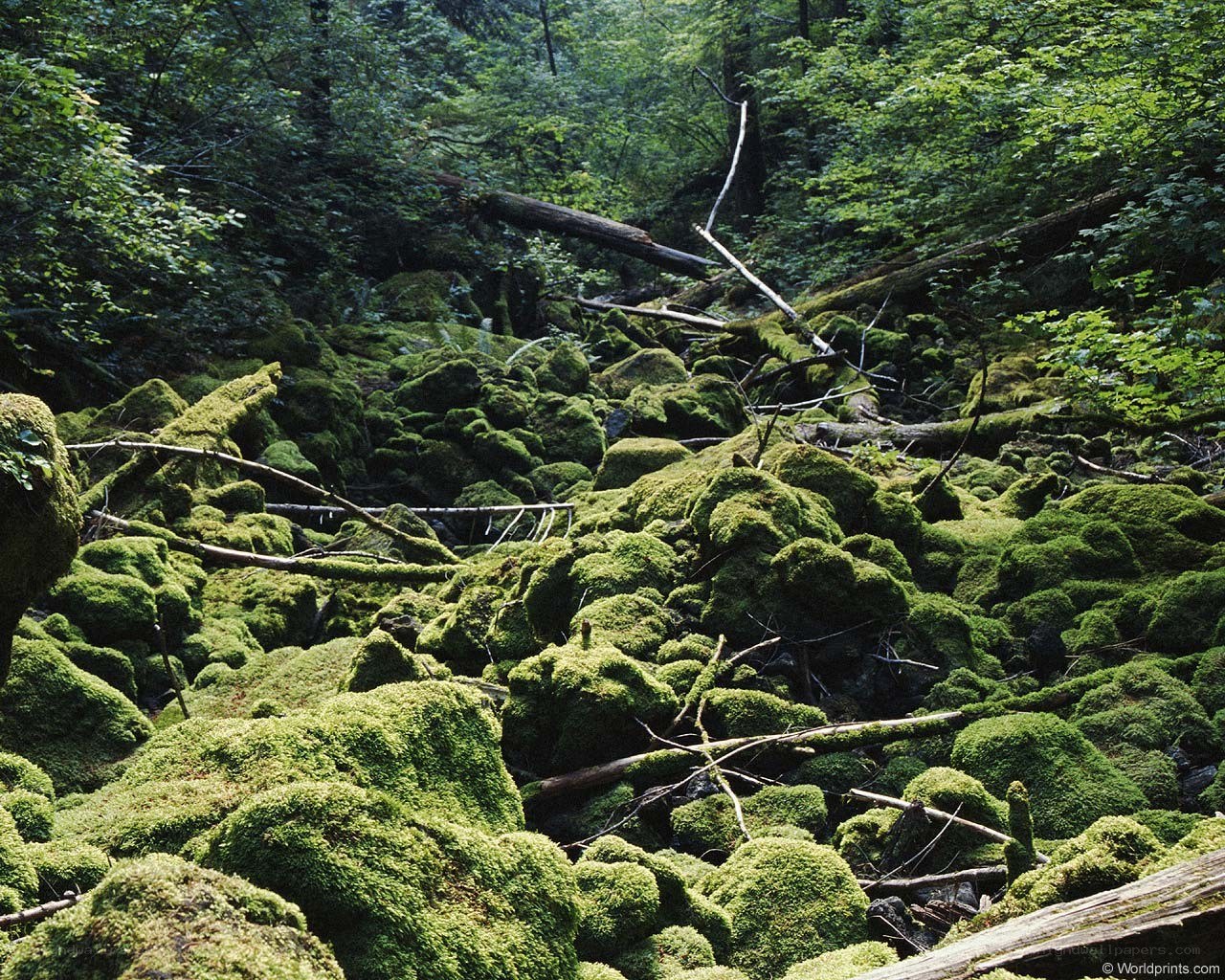 Moss-covered forest floor