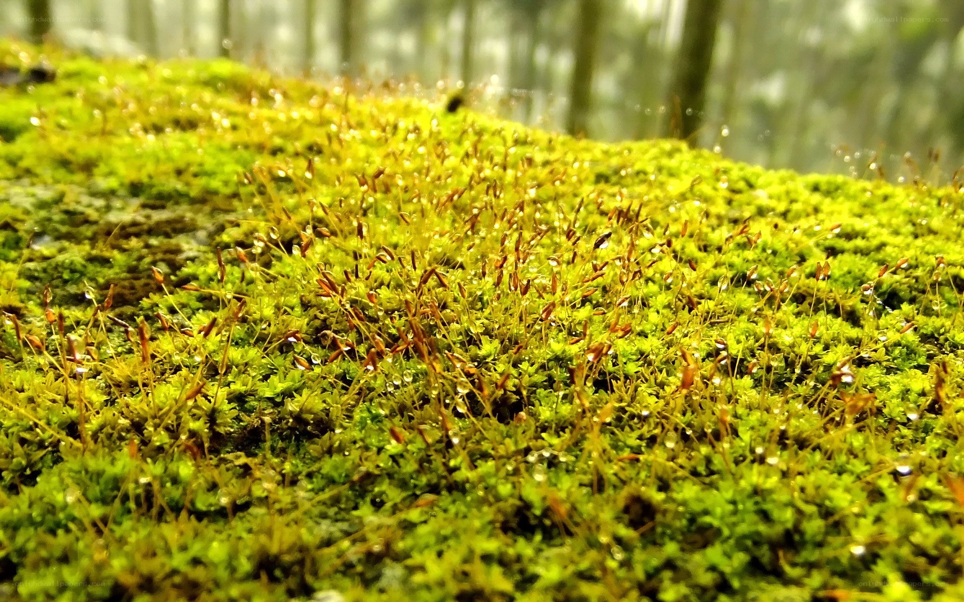 Moss-covered forest floor