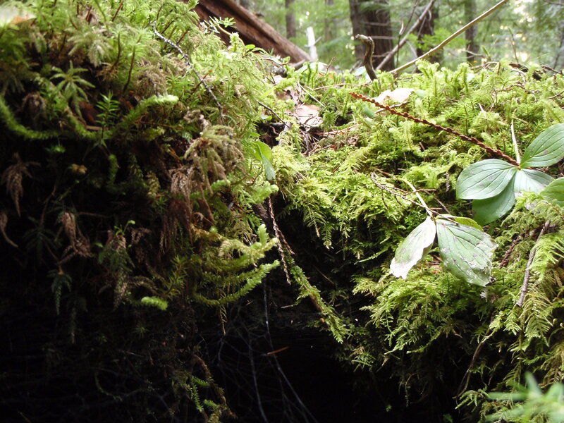 moss-covered forest floor
