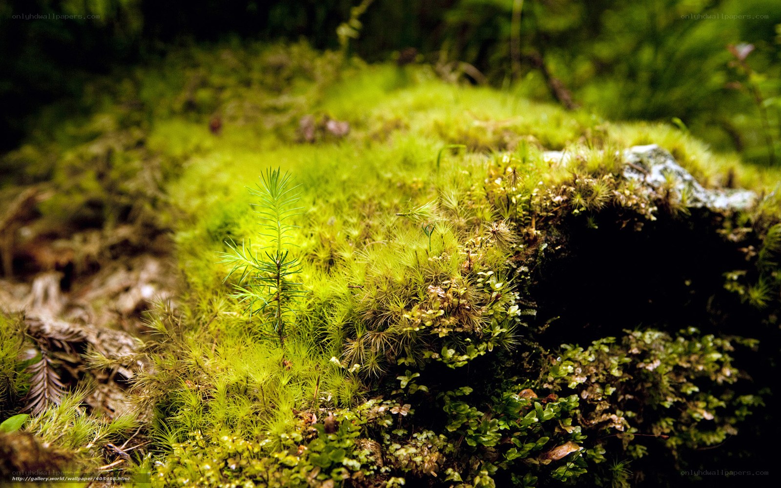 Moss-covered forest floor