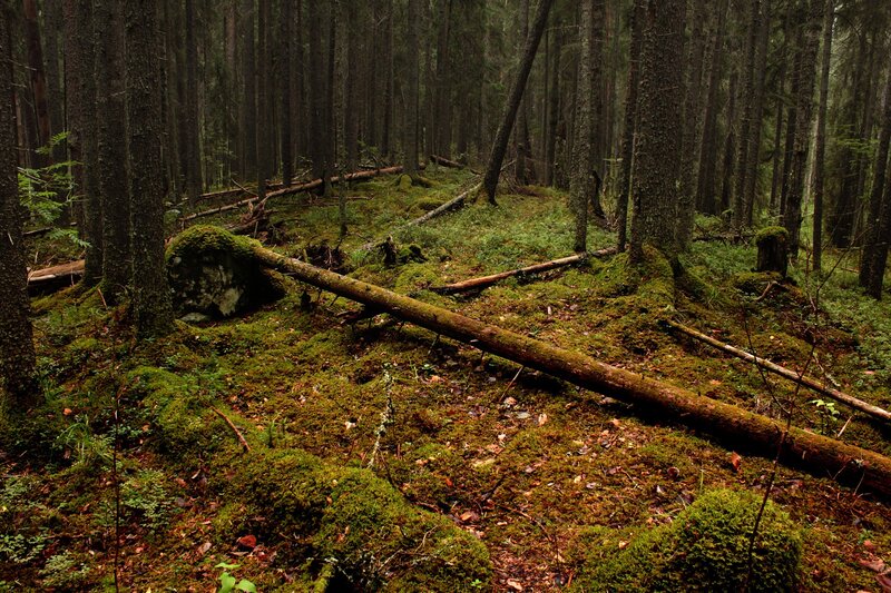 Moss-covered Forest Floor — Green, Dense, Photograph
