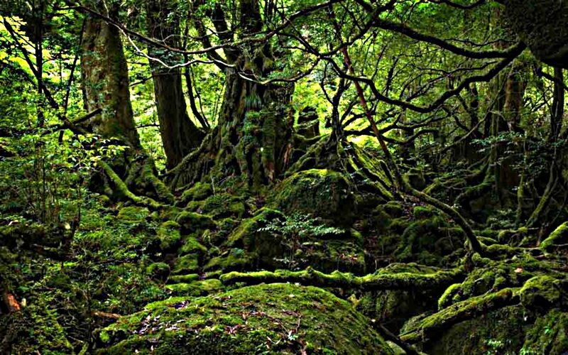 Moss-covered Forest Floor — Green, Dense