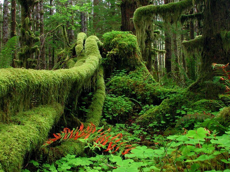 Moss-covered Forest Floor — Green, Lush