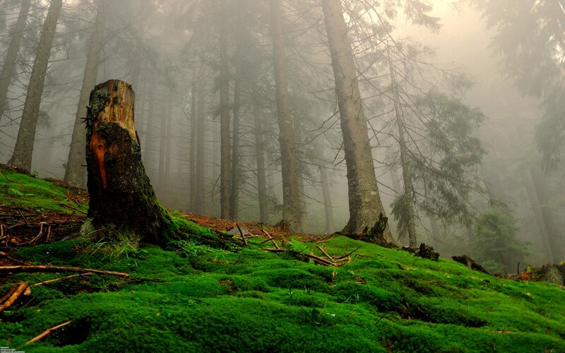 Moss-covered Forest Floor — Green, Misty