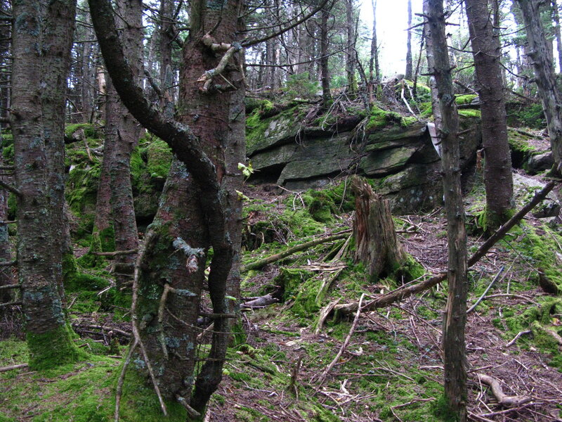 Moss-covered Forest Floor — Green, Natural