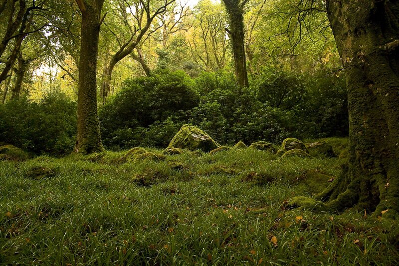 Moss-covered Forest Floor — Green, Serene, Afternoon, Photograph, Trees, Bushes, Rocks