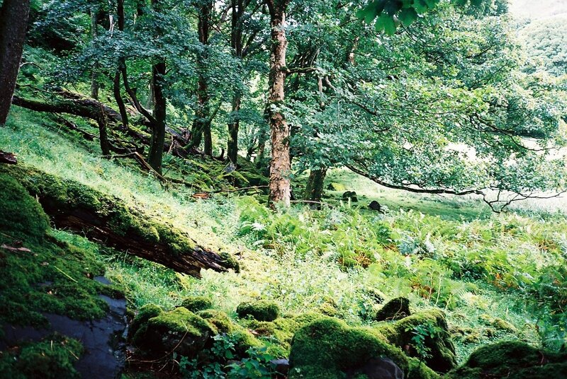 Moss-covered Forest Floor — Green, Serene, Afternoon, Photograph, Trees, Rocks, Moss