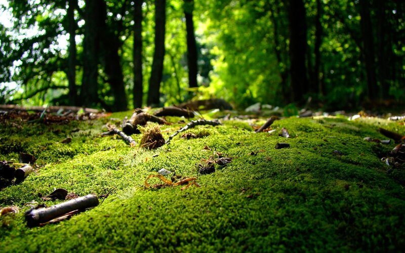 Moss-covered Forest Floor — Green, Serene, Afternoon, Photograph, Trees, Twigs, Sunlight
