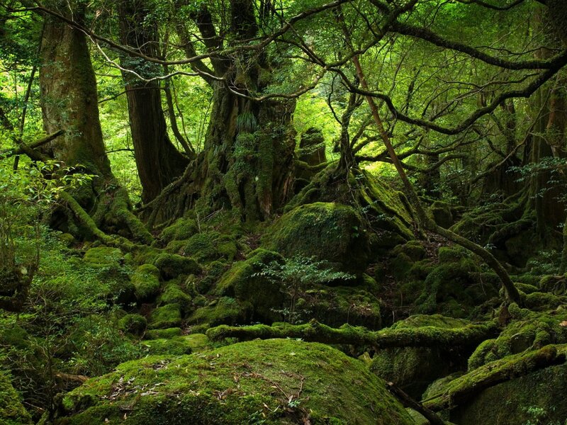 Moss-covered Forest Floor — Green, Serene, Afternoon