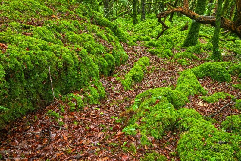 Moss-covered Forest Floor — Green, Serene, Autumn, Photograph, Trees, Leaves