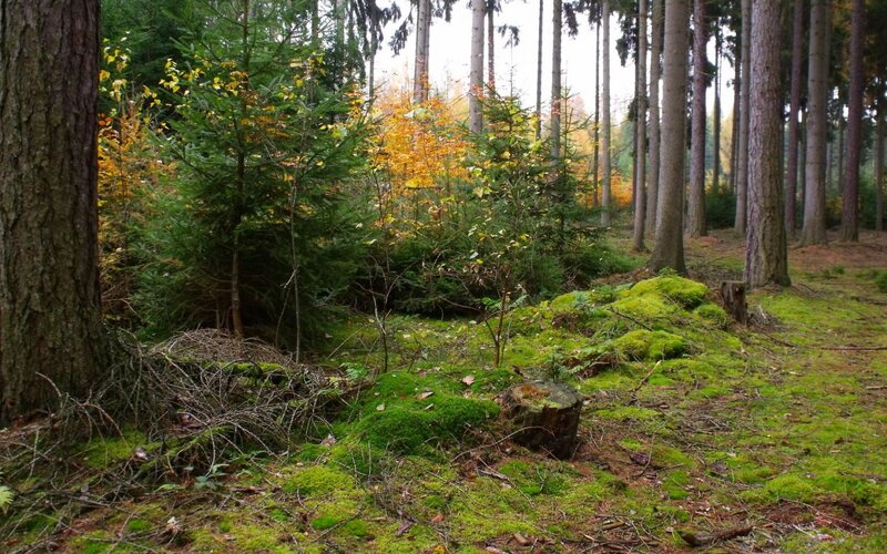 Moss-covered Forest Floor — Green, Serene, Autumn