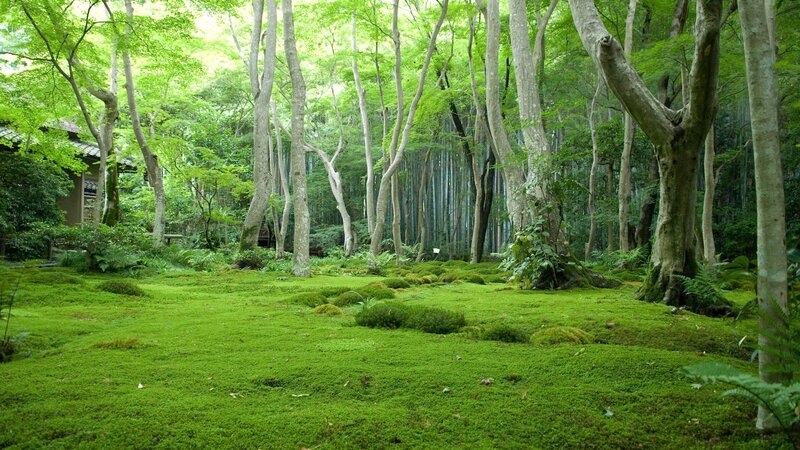 Moss-covered Forest Floor — Green, Serene, Morning, Photograph, Trees, Bamboo, Building