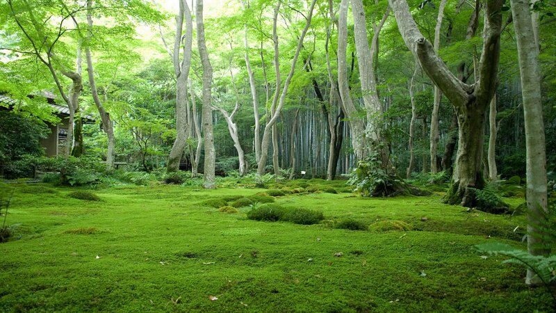 Moss-covered Forest Floor — Green, Serene, Morning, Photograph, Trees, Bamboo Grove