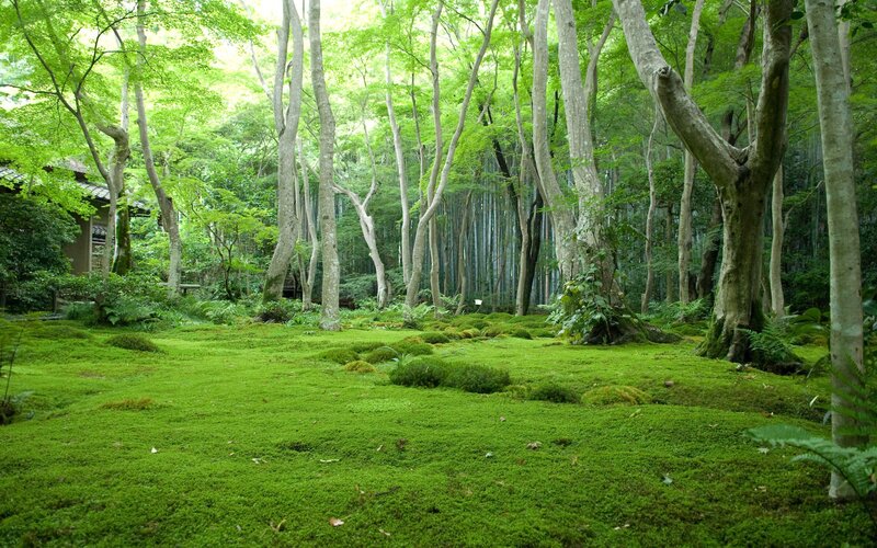 Moss-covered Forest Floor — Green, Serene, Morning, Photograph, Trees, Bamboo