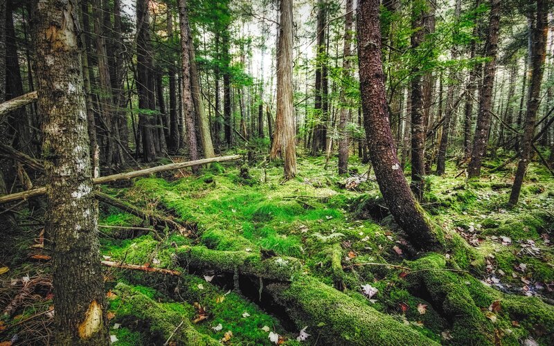 Moss-covered Forest Floor — Green, Serene, Morning, Photograph, Trees, Fallen Logs