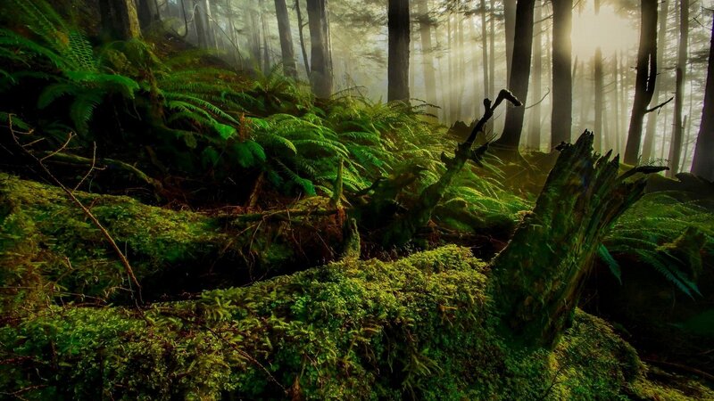Moss-covered Forest Floor — Green, Serene, Morning, Photograph, Trees, Fog