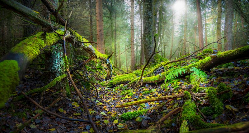 Moss-covered Forest Floor — Green, Serene, Morning, Photograph, Trees, Moss, Fallen Logs