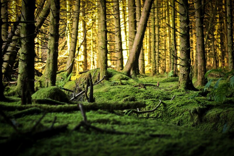 Moss-covered Forest Floor — Green, Serene, Morning, Photograph, Trees, Moss, Sunlight