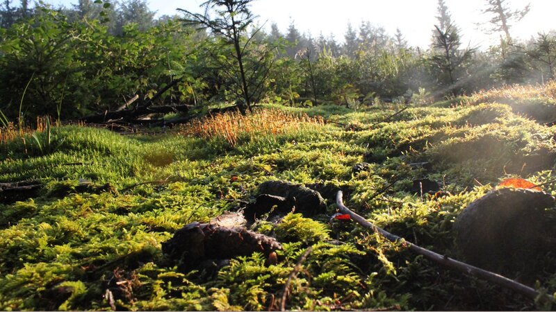 Moss-covered Forest Floor — Green, Serene, Morning, Photograph, Trees, Rocks, Sunlight
