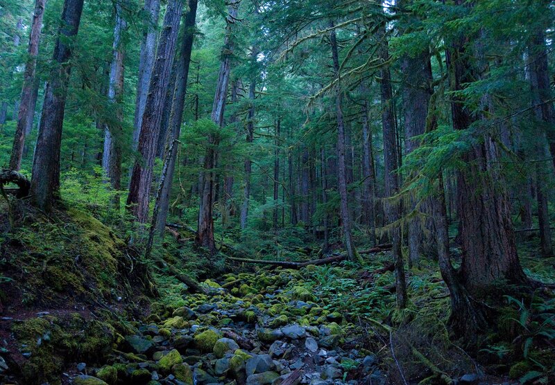 Moss-covered Forest Floor — Green, Serene, Morning, Photograph, Trees, Rocks