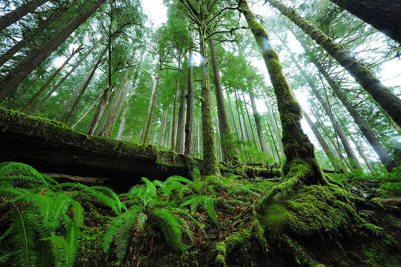 Moss-covered Forest Floor — Green, Serene, Morning