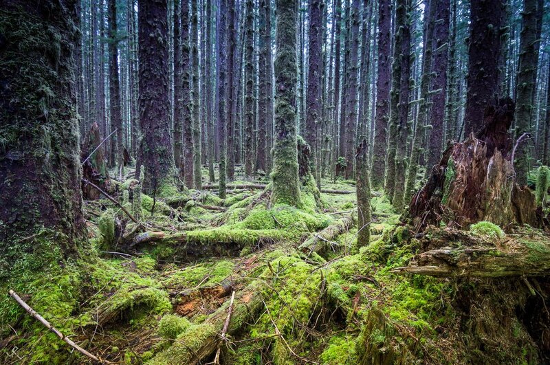 Moss-covered Forest Floor — Green, Serene, Photograph