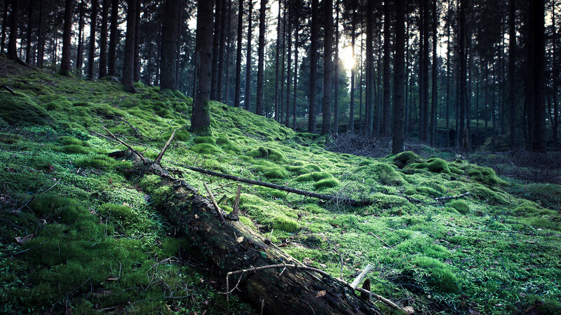 Moss-covered Forest Floor — Green, Serene, Sunset, Photograph