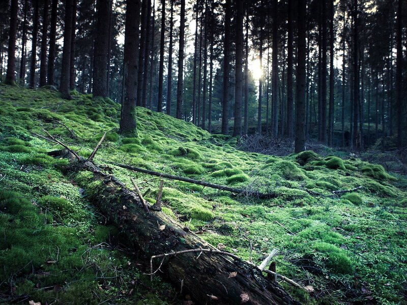Moss-covered Forest Floor — Green, Serene, Sunset, Photograph, Trees, Fallen Log, Sunlight, Brown, Black