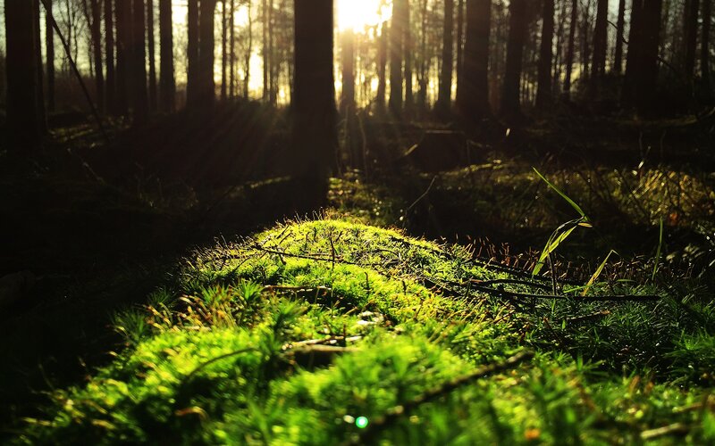 Moss-covered Forest Floor — Green, Serene, Sunset, Photograph, Trees, Sunlight, Grass