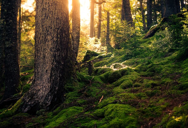 Moss-covered Forest Floor — Green, Serene, Sunset, Photograph, Trees, Sunlight