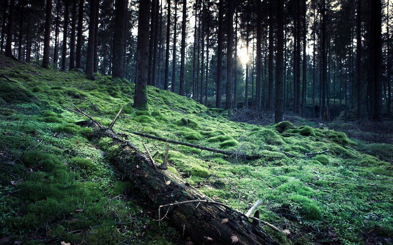 Moss-covered Forest Floor — Green, Serene, Sunset, Photograph, Trees