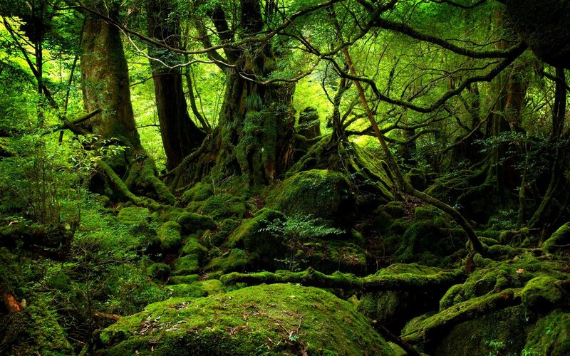 Moss-covered Forest Floor — Green, Serene