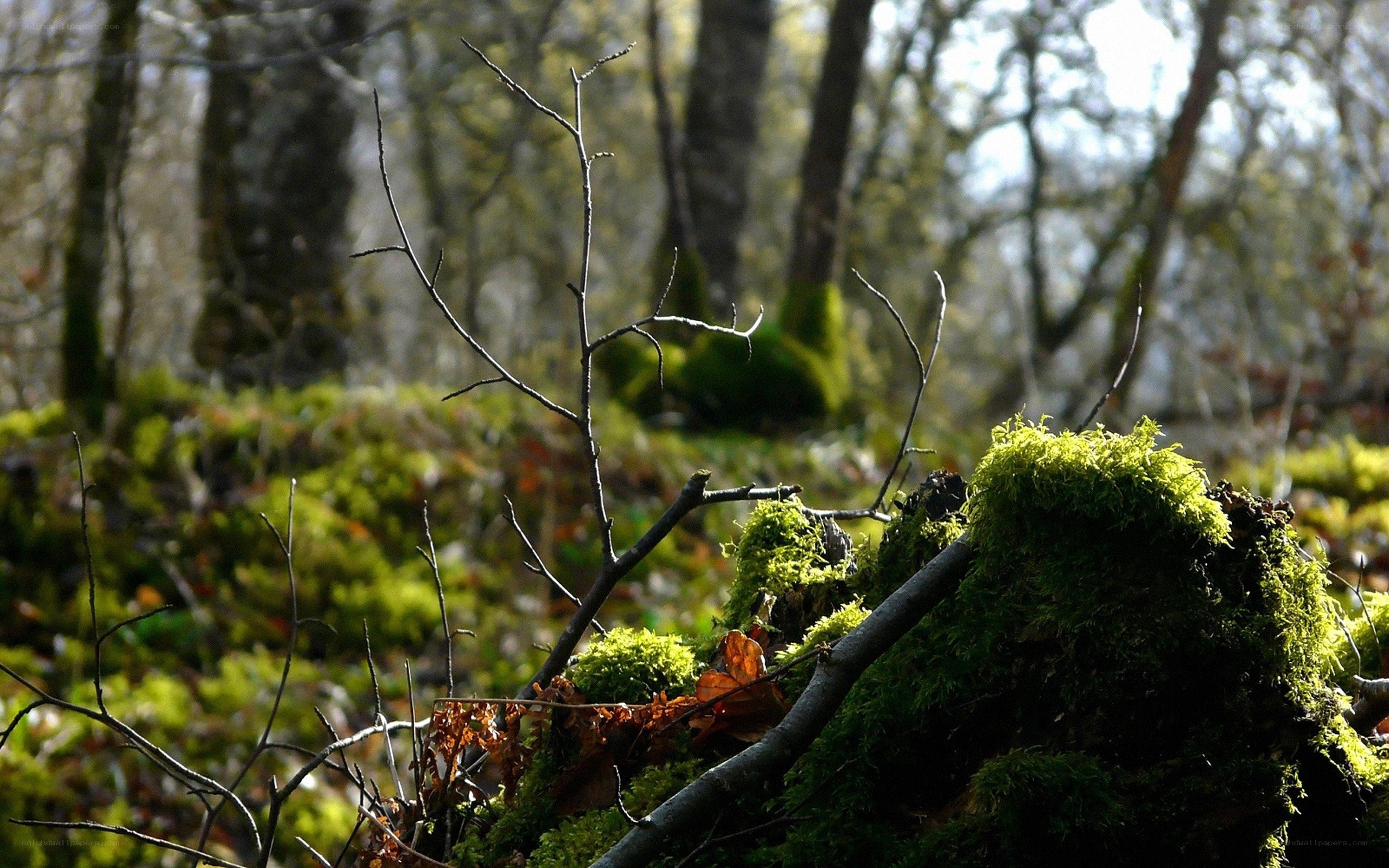 Moss-covered forest floor