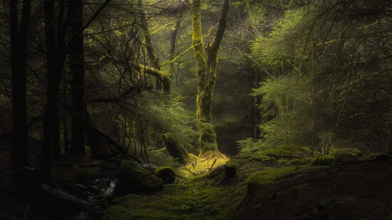 Moss-covered Forest — Green, Dark