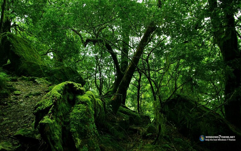 Moss-covered Forest — Green, Dense, Afternoon, Photograph