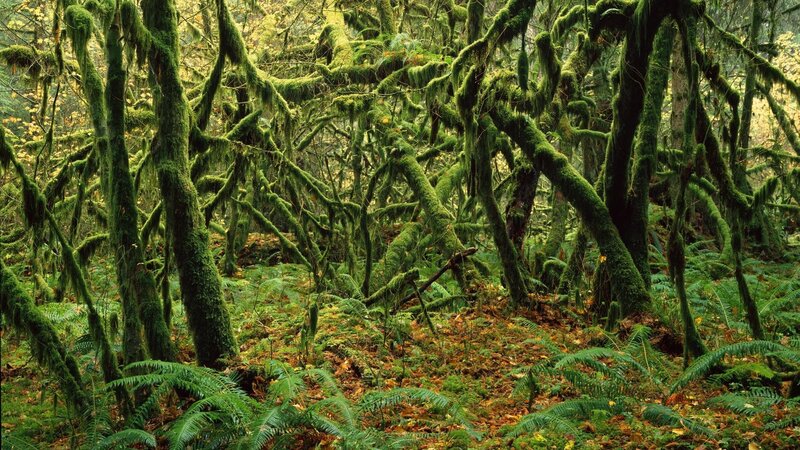 Moss-covered Forest — Green, Dense, Autumn, Photograph