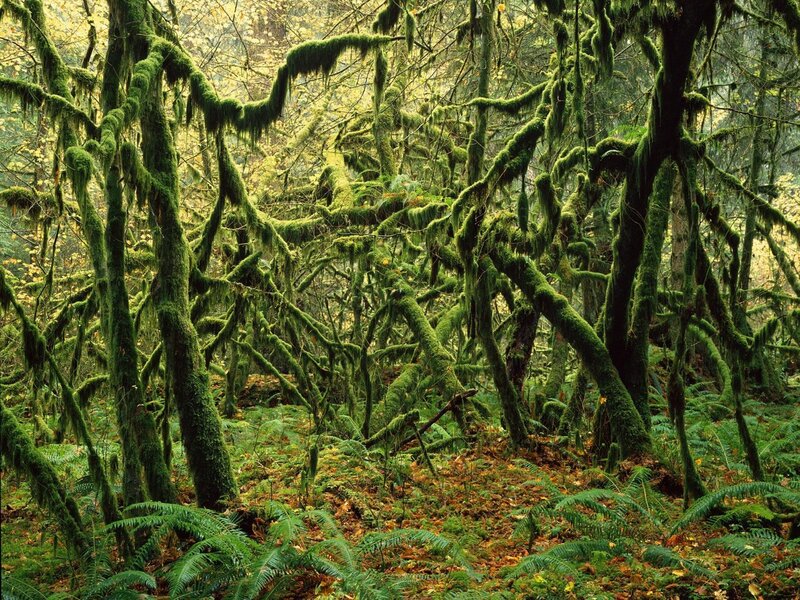 Moss-covered Forest — Green, Dense, Autumn, Photograph, Trees, Moss