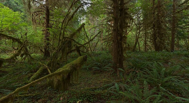 Moss-covered Forest — Green, Dense, Morning