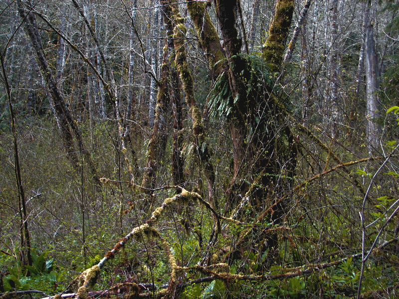 Moss-covered Forest — Green, Dense, Photograph
